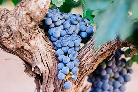 les vignobles du Médoc, vacances en Charente Maritime